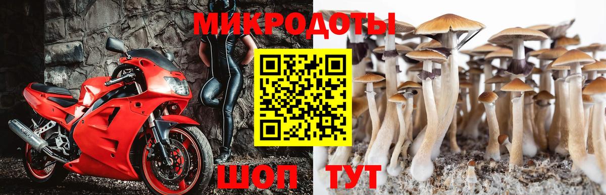 Галлюциногенные грибы Psilocybine cubensis Дивногорск
